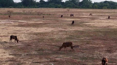 Aerial Drone View of Cows Grazing in Dry Rural Pasture Video stock 332590310