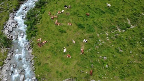 Aerial Drone View: Cows Grazing in Lush Green Alpine Pastures by a Rushing .. Stock Footage 333627106