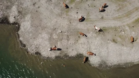 Aerial Drone View of Cows Grazing by a Mountain Lake in the Austrian Alps Stock Footage 337042609