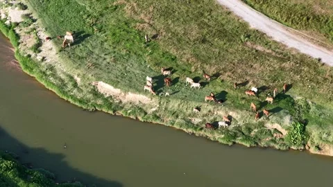 Aerial drone view of cows grazing along riverbank Stock-Footage 337983152