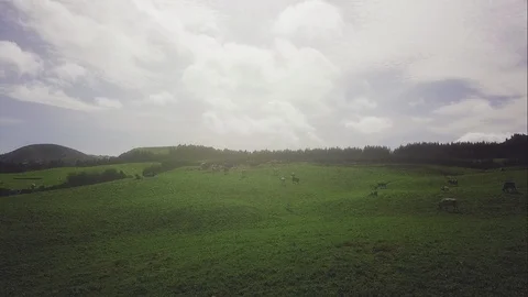 Aerial drone view of cows resting and eating on green meadow in Sao Miguel 스톡 동영상 125276424