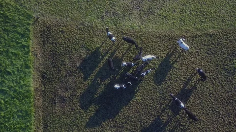 Aerial drone view of cows resting and eating on green meadow in Sao Miguel Stock Footage 125277264