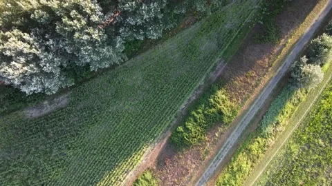 Aerial drone view of crop fields and Viadana city, Italy. Stock Footage 160002766