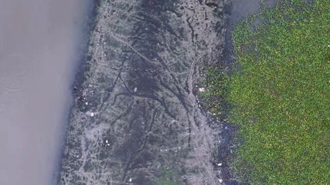 Aerial drone view of dark river shoreline vegetation Stock Footage 332197101