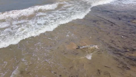 Aerial drone view of a dead sea turtle washed up on shore on Koh Lanta, Thailand Stock Footage 317624347