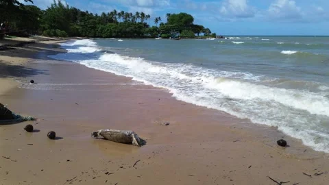 Aerial drone view of a dead sea turtle washed up on shore on Koh Lanta, Thailand Stock Footage 317624564
