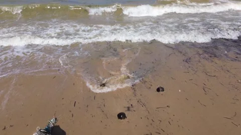 Aerial drone view of a dead sea turtle washed up on shore on Koh Lanta, Thailand Stock Footage 317624638