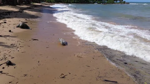 Aerial drone view of a dead sea turtle washed up on shore on Koh Lanta, Thailand Stock Footage 317624686
