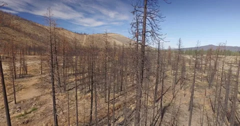 Aerial drone view Dead trees ravaged by wildfire in california Stock Footage 58654307