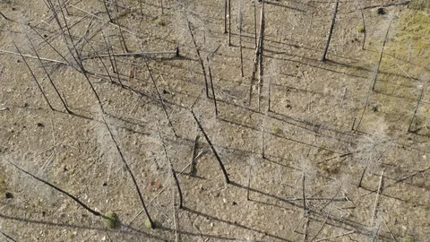 Aerial Drone View Dead Trees Ravaged By Wildfire In Idaho Stock Footage 122176811