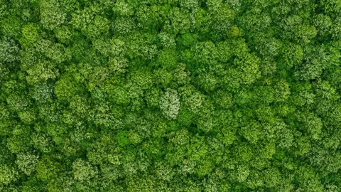 Aerial drone view of deciduous forest in summer near to Sofia city 스톡 동영상 286856028