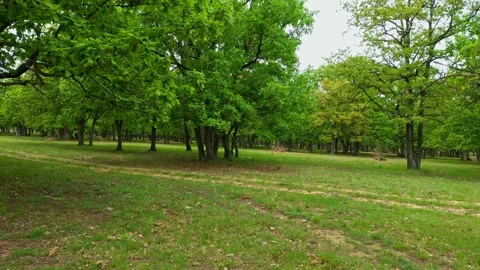 Aerial drone view of deciduous forest in summer near to Sofia city 스톡 동영상 286862951