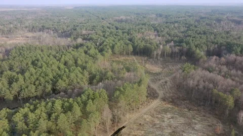 Aerial drone view of deforestation of a pine forest. Ecology concept change tree Stock Footage 152175846