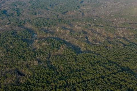 Aerial drone view of deforestation of a pine forest. Ecology concept change t Stock Photos
