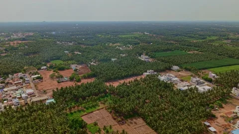 Aerial Drone View of Dense Coconut Palm Plantations and Agricultural Field in Stock Footage 348703392