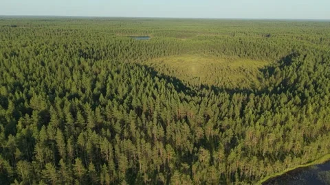 Aerial drone view of a dense coniferous forest with a clear lake shoreline at Vidéo 313525554