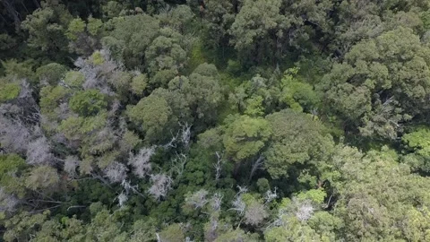 Aerial Drone View of Dense Forest Canopy with Dying Trees – Nature and Ecology Stock Footage 304087483