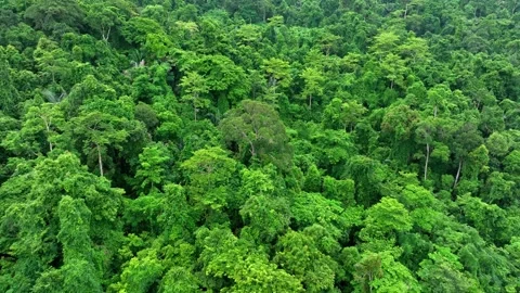 Aerial drone view of dense forest. Stock Footage 311499728