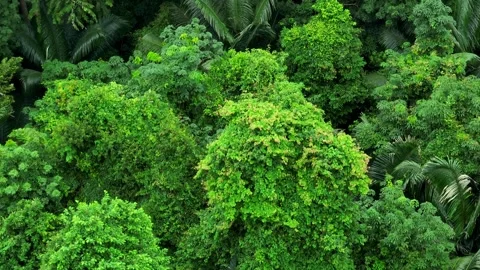 Aerial drone view of dense forest. Stock Footage 311499892