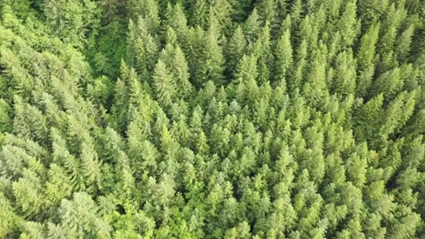 Aerial Drone view of dense forest Stock Footage 312531705