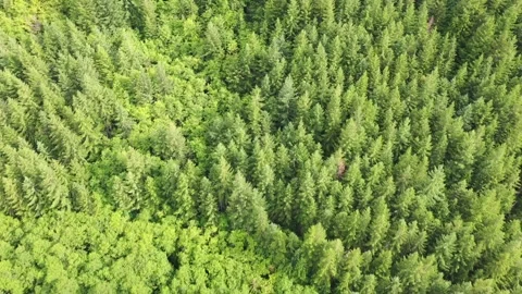 Aerial Drone view of dense forest looking down Stock Footage 312531725