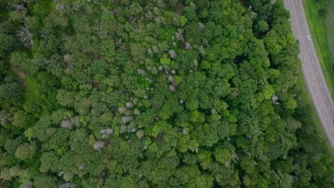 Aerial drone view of dense green forest with road in Peekskill New York Vídeo Stock 316037112