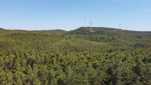 Aerial Drone View of Dense Green Forest in Natural Daylight Stock Footage 335963800