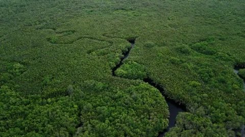 Aerial drone view of dense mangrove forest and winding water channels Stock Footage 337373438