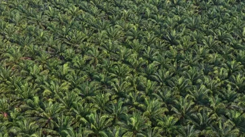 Aerial drone view of dense mangrove forest canopy Stock Footage 337985286