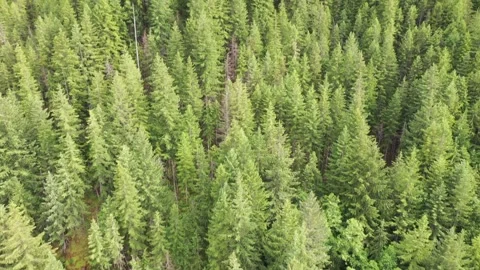 Aerial Drone view of dense Oregon forest  Stock Footage 312531722