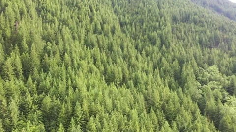 Aerial Drone view of dense Oregon forest  Stock Footage 312531723