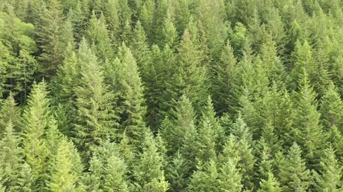 Aerial Drone view of dense Oregon forest  Stockbeeldmateriaal 312531724