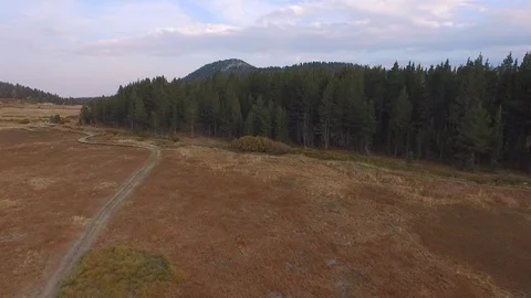 Aerial drone view dense pine tree conifer forest, rocky mountain, California Stock Footage 100835897