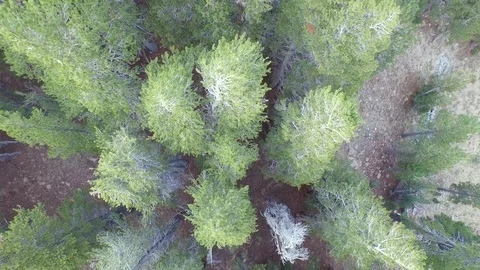 Aerial drone view dense pine tree conifer forest, rocky mountain, California Stock-Footage 100848494