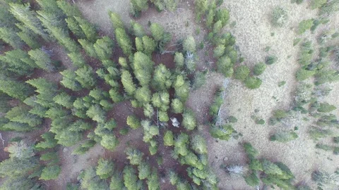 Aerial drone view dense pine tree conifer forest, rocky mountain, California Stock-Footage 100849041