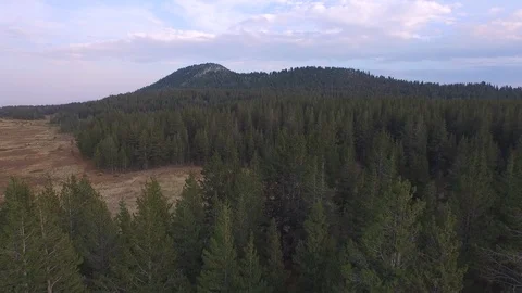 Aerial drone view dense pine tree conifer forest, rocky mountain, California Stock Footage 100861859