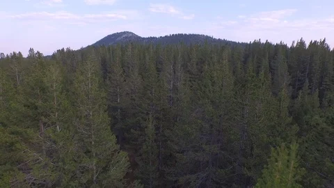 Aerial drone view dense pine tree conifer forest, rocky mountain, California Stock Footage 100861967