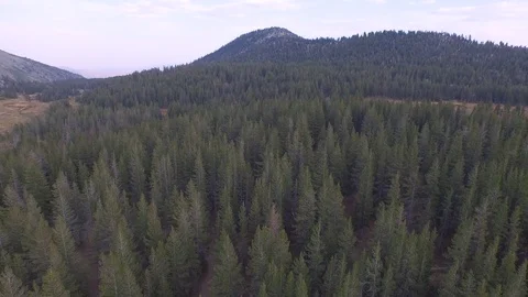 Aerial drone view dense pine tree conifer forest, rocky mountain, California Stock Footage 100861993
