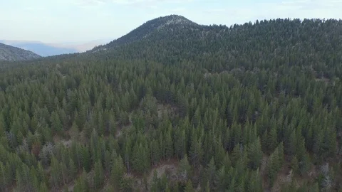 Aerial drone view dense pine tree conifer forest, rocky mountain, California Stock Footage 100862021
