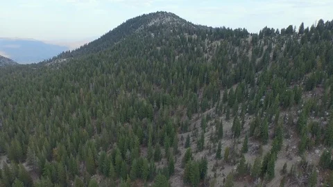 Aerial drone view dense pine tree conifer forest, rocky mountain, California Stock Footage 100862051