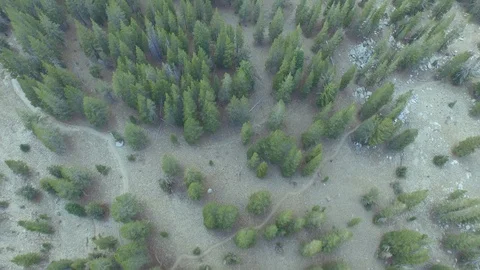 Aerial drone view dense pine tree conifer forest, rocky mountain, California Stock Footage 100862062