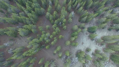 Aerial drone view dense pine tree conifer forest, rocky mountain, California Stock Footage 100862080