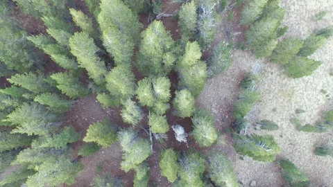 Aerial drone view dense pine tree conifer forest, rocky mountain, California Stock Footage 100862094