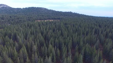 Aerial drone view dense pine tree conifer forest, rocky mountain, California Stock Footage 100876555