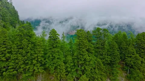Aerial drone view of dense pine forest blanketed in low clouds Stock Footage 345293033