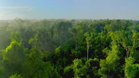 Aerial drone view of dense tropical rainforest canopy Stock Footage 345100891