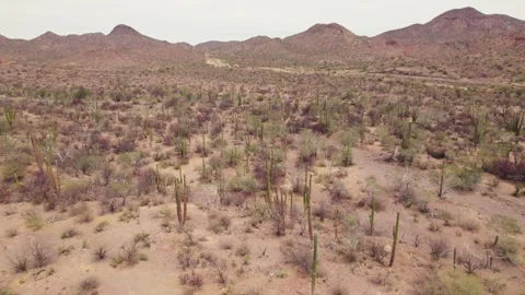 Aerial Drone View of Desert Vegetation in Baja California Sur, Mexico Stock Footage 340429087