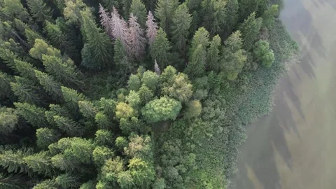 Aerial drone view of the dying forests Video stock 285408992