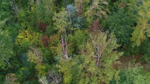 Aerial Drone view of Early Fall / Autumn leaf foliage forest. Slow pan upwards. Stock Footage 95655964