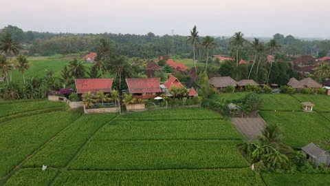 Aerial Drone view Eco Resort small hotels surrounded by Rice Fields in Bali Stock Footage 346768486